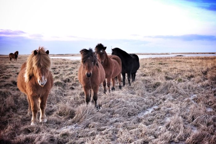 Icelandic Horses 1