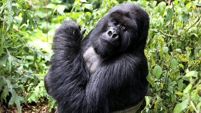 Gorillas_Rwanda_Africa