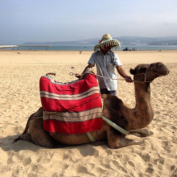 Tangier_Morocco_Africa_Camel