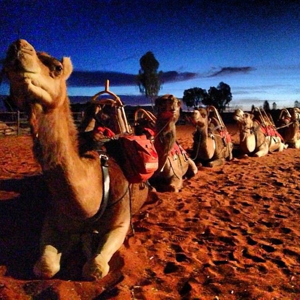 Uluru_National_Park_Northern_Territory_Australia_Camels