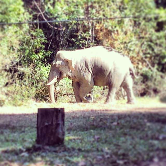 Khao_Yai_National_Park_Thailand_Elephant