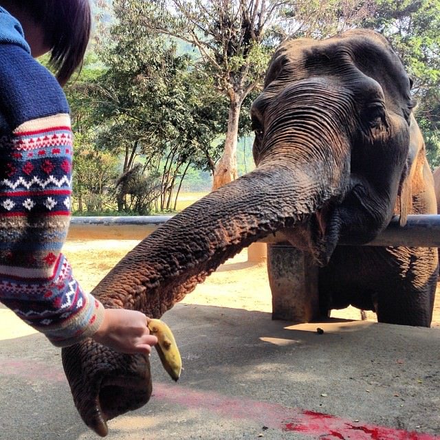 Chiang_Mai_Thailand_Elephant_Nature_Park