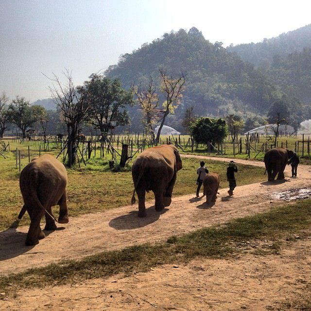 Chiang_Mai_Thailand_Elephant_Nature_Park