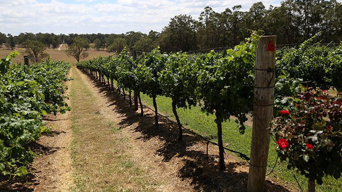 Hunter_Valley_NSW_Australia_Winery