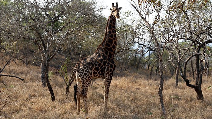 Wildlife_Swaziland_Giraffe