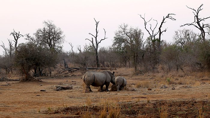 Wildlife_Swaziland_Africa_Rhinos