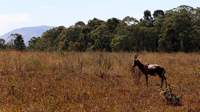 Wildlife_Swaziland_Africa_Antelope