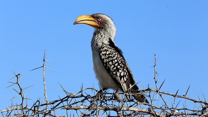 Bird_Sabi_Sands_Kruger_National_Park_South_Africa_Davidsbeenhere