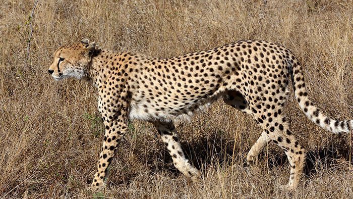 Cheetah_Sabi_Sands_Kruger_National_Park_South_Africa_Davidsbeenhere