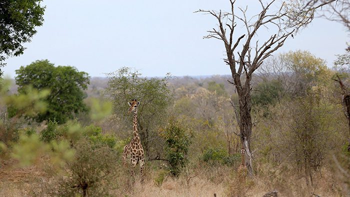 Giraffe_Kruger_National_Park_South_Africa_Davidsbeenhere