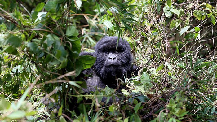 Guide_Gorilla_Trekking_Safaris_Rwanda_Africa_Davidsbeenhere1
