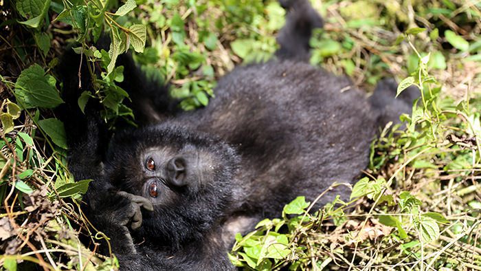 Guide_Gorilla_Trekking_Safaris_Rwanda_Africa_Davidsbeenhere2