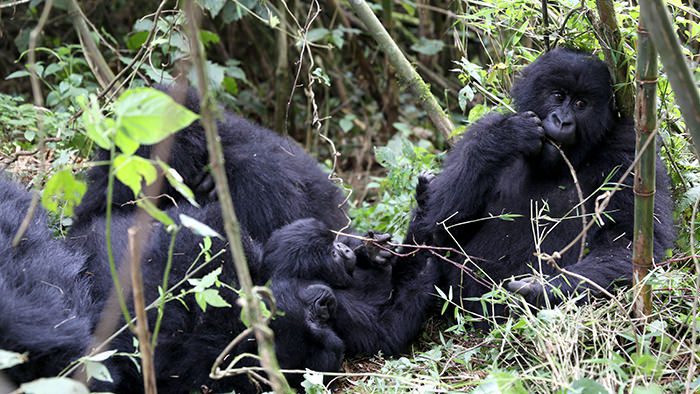 Guide_Gorilla_Trekking_Safaris_Rwanda_Africa_Davidsbeenhere3