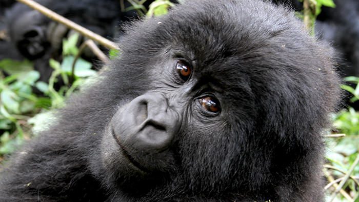 Guide_Gorilla_Trekking_Safaris_Rwanda_Africa_Davidsbeenhere4