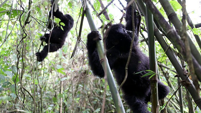 Guide_Gorilla_Trekking_Safaris_Rwanda_Africa_Davidsbeenhere6