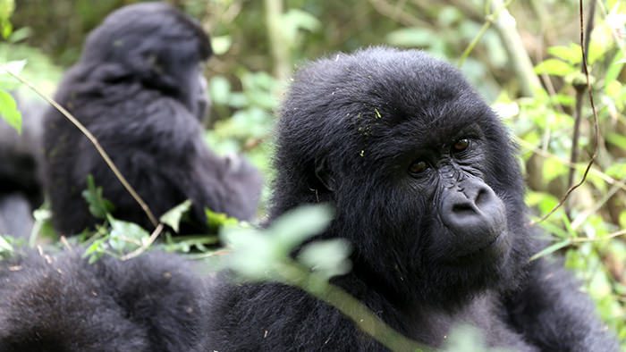Guide_Gorilla_Trekking_Safaris_Rwanda_Africa_Davidsbeenhere9
