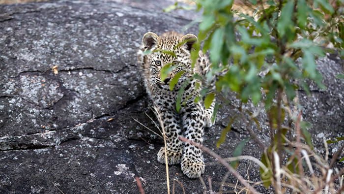 Leopard_Cub_Sabi_Sands_Kruger_National_Park_South_Africa_Davidsbeenhere