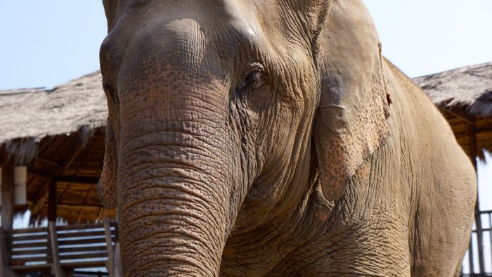 elephant-nature-park-asian-elephant-close-up-davidsbeenhere