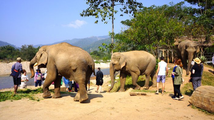 elephant-nature-park-asian-elephants-feeding-time-davidsbeenhere