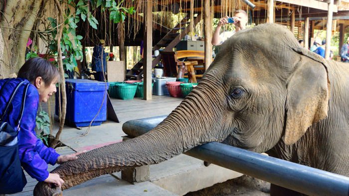 elephant-nature-park-feeding-time-davidsbeenhere