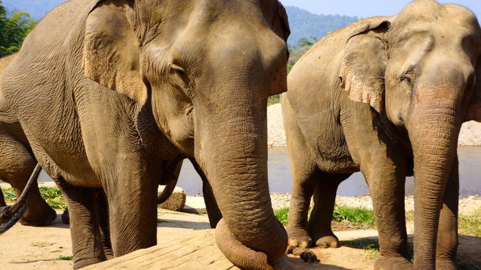 elephant-nature-park-injured-elephant-davidsbeenhere