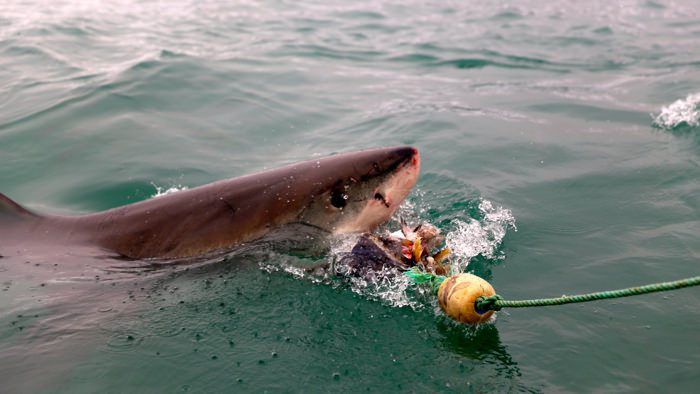 great-white-shark-cage-diving-south-africa-davidsbeenhere