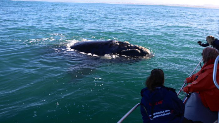 right-whale-watching-south-africa-davidsbeenhere