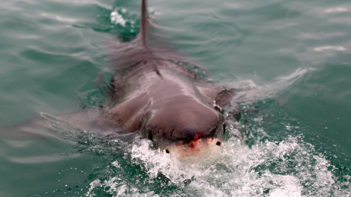 shark-cage-diving-south-africa-kleinsbaai-davidsbeenhere