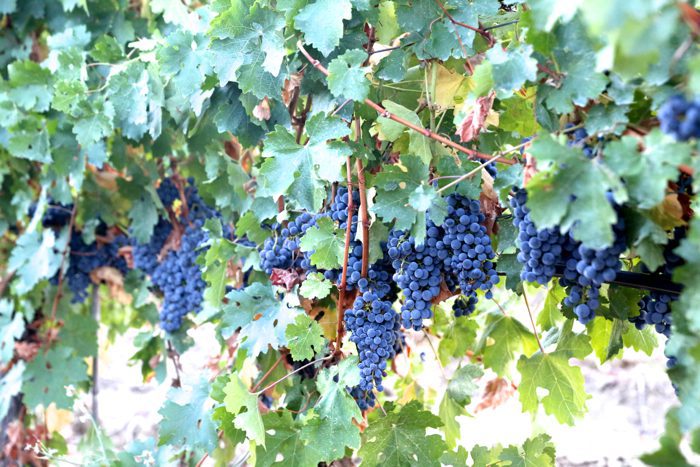 macedonia-vineyards-grapes-davidsbeenhere