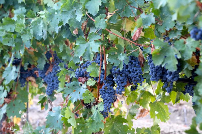 grapes-povardarie-macedonia-davidsbeenhere
