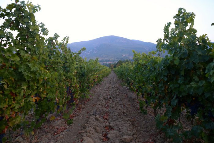 vineyard-povardarie-macedonia-davidsbeenhere