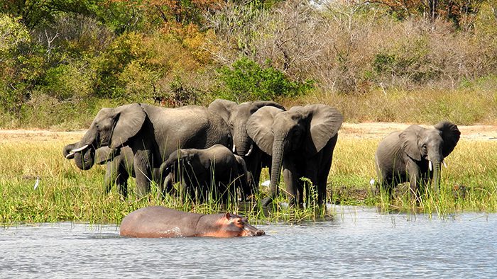 Liwonde National Park Malawi tourist attractions