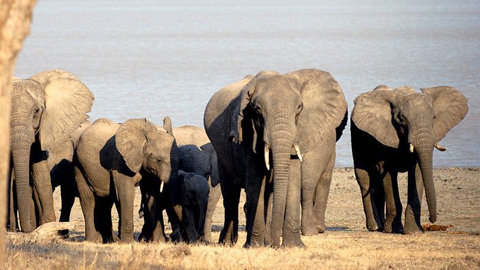 large herds of elephants in Vwaza Marsh Wildlife Reserve