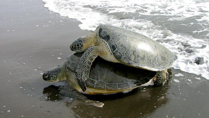 Sea_Turtle_Tortuguero_National_Park_Costa_Rica_Central_America_Davidsbeenhere2
