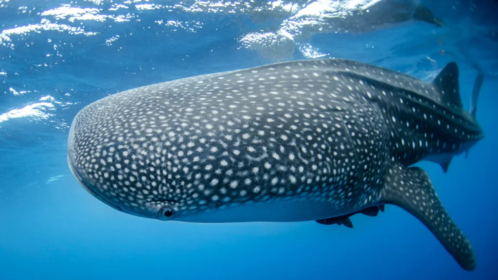 A whale shark swims close to the camera in the ocean | Davidsbeenhere