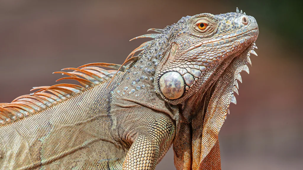 A closeup of an iguana in profile | Davidsbeenhere