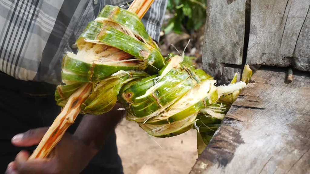 A man twists a shredded stalk of sugarcane to extract the juice | Davidsbeenhere