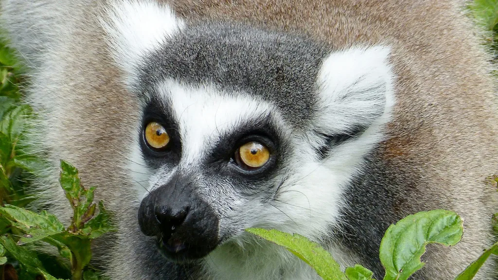 A closeup of a lemur at Zoo Miami | Davidsbeenhere