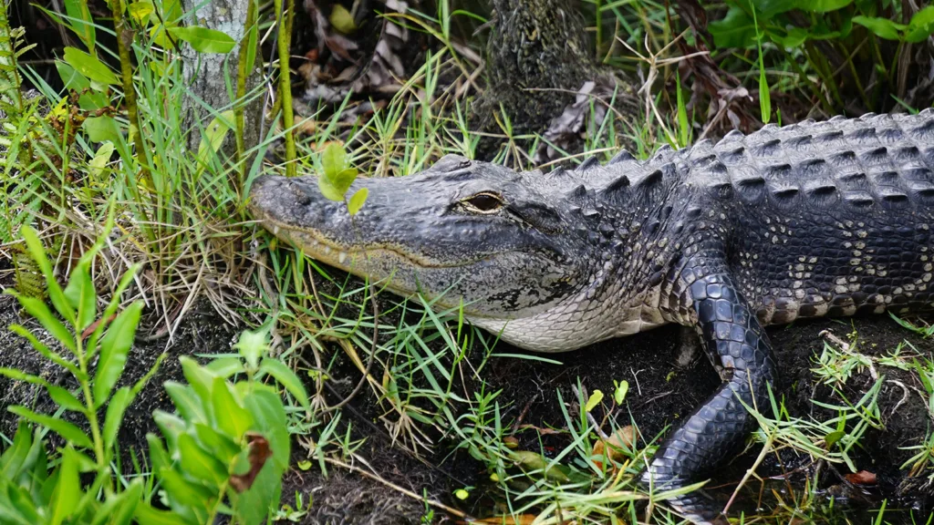 An alligator rests among some grasses and plants in the Everglades | Davidsbeenhere
