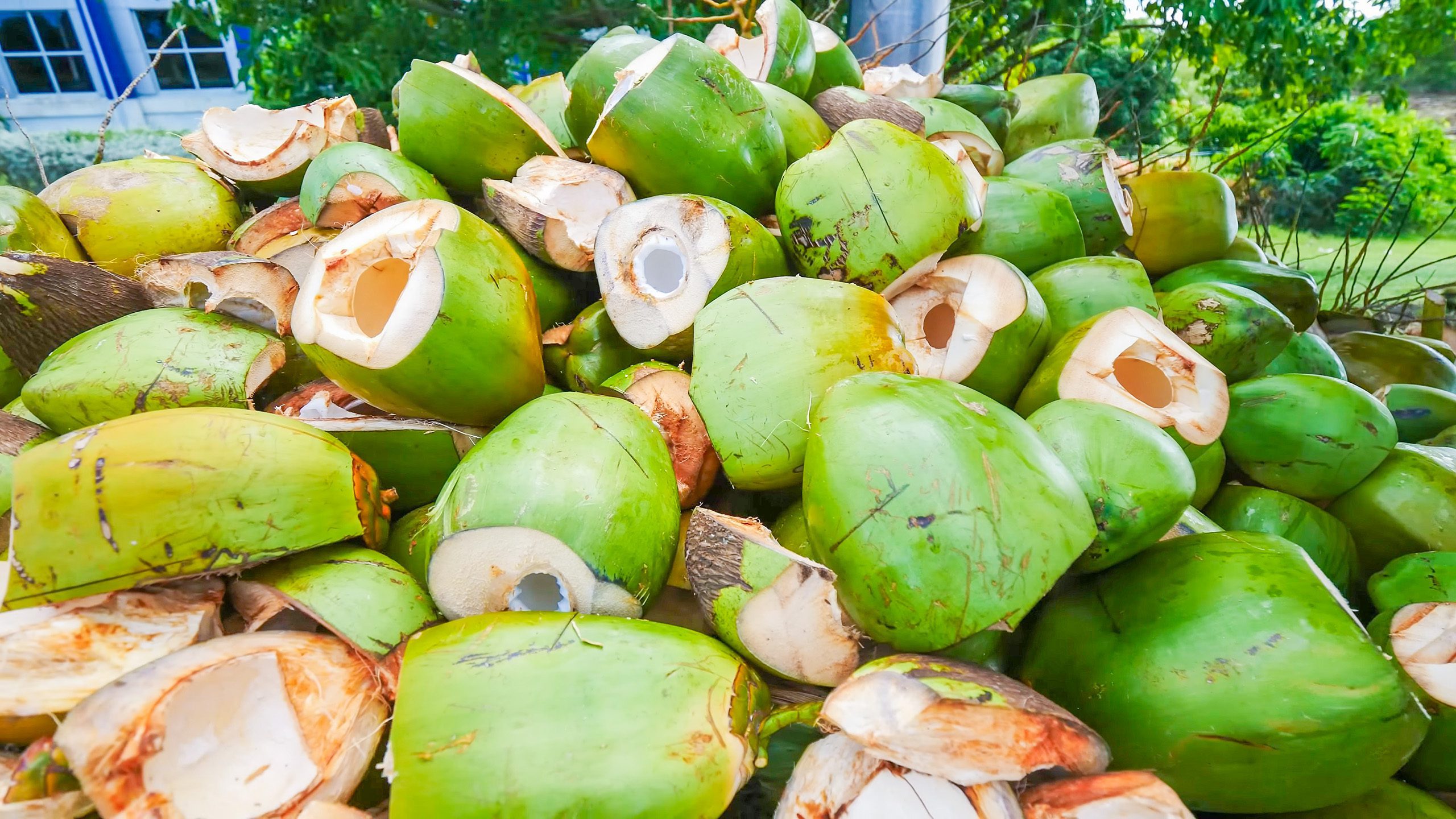 A pile of fresh coconuts in Barbados | Davidsbeenhere